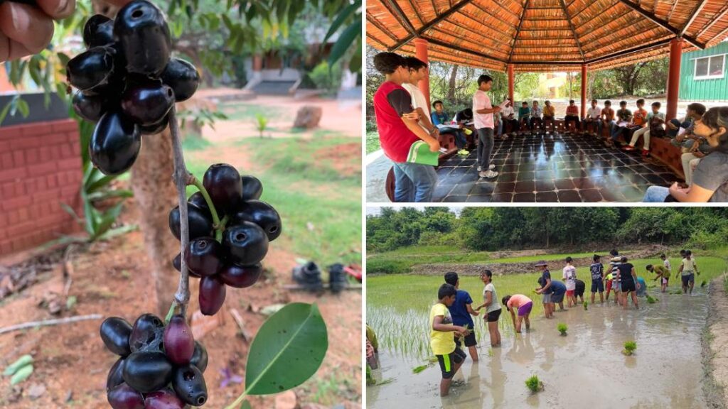 Why matters ; The Peepal Grove School chronicles -The Peepal Grove School